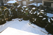 IMG_3572.jpg